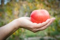 Woman`s hand holding red apple against green natural background Royalty Free Stock Photo