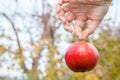 Woman`s hand holding red apple against natural background Royalty Free Stock Photo