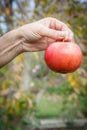 Woman`s hand holding red apple against the natural background Royalty Free Stock Photo