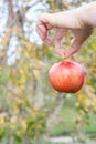 Woman`s hand holding apple against natural background Royalty Free Stock Photo