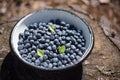 Healthy food: fresh wild blueberries from the forest