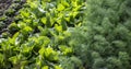 Healthy food, green leaf lettuce salad and fennel growing in eco garden Royalty Free Stock Photo