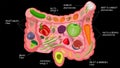 Healthy food for intestinal health. Trace elements and nutrients. Vector illustration isolate on a black background.