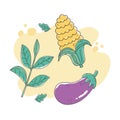 Healthy food nutrition diet organic eggplant corn and herbs fresh