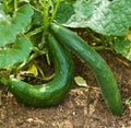 Healthy food organic cucumber in garden