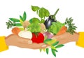 Healthy Food (vegetables), Cdr Vector