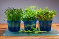 Healthy food, young sprouts plants of green garden affilla cress , chives onion and lupin ready for consumption growing in blue Royalty Free Stock Photo