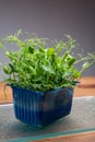 Healthy food, young sprouts plants of green garden affilla cress ready for consumption growing in blue plastic box Royalty Free Stock Photo