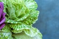 Healthy fresh cabbage leaf plant with a purple rose on a textured background