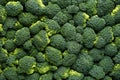 Healthy Fresh Green raw Broccoli. background, texture. Royalty Free Stock Photo