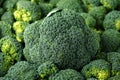 Healthy Fresh Green raw Broccoli. background, texture Royalty Free Stock Photo