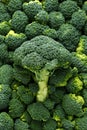 Healthy Fresh Green raw Broccoli. background, texture. Royalty Free Stock Photo