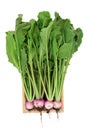 Healthy Fresh Organic Turnip Vegetables Royalty Free Stock Photo
