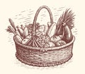 Healthy fresh organic vegetables in a wicker basket. Natural farm food concept. Vector illustration sketch vintage Royalty Free Stock Photo