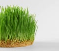 Healthy fresh wheat grass with roots on background Royalty Free Stock Photo