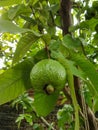 A healthy fruit guava.