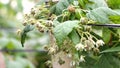 Healthy fruit Rubus idaeus on plant and Rubus idaeus tree