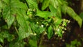 Healthy fruit Rubus idaeus on plant and Rubus idaeus tree