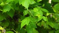 Healthy fruit Rubus idaeus on plant and Rubus idaeus tree