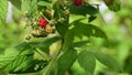 Healthy fruit Rubus idaeus on plant and Rubus idaeus tree