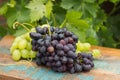 Healthy fruits Red and White wine grapes in the vineyard, dark g