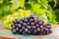 Healthy fruits Red and White wine grapes in the vineyard, dark g