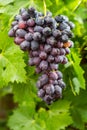 Healthy fruits Red wine grapes riping in the vineyard, dark grapes/ blue grapes/wine grapes, bunch of grapes ready to harvest