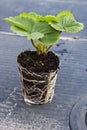 Healthy, rooted strawberry plug plant