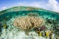 Healthy Gorgonian on Edge of Blue Hole, Belize Royalty Free Stock Photo