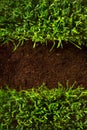 At healthy grass growing in soil pattern Royalty Free Stock Photo