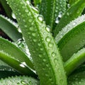 Healthy green aloe vera plants