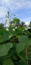 Healthy green coloured beans crop