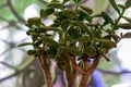 healthy green crassula ovata succulent jade plant lucky money tree indoor on window-sill Royalty Free Stock Photo