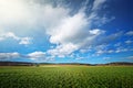 Healthy and green cropfield during early sping