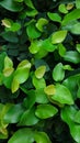 Healthy green ficus pumila or creeping fig background photo