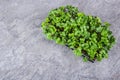 Healthy green fresh herbs. Fresh young radish leaves. Radish microgreen copy space Royalty Free Stock Photo