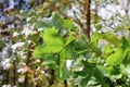 Chlorophyll in the Leaf of a Tree