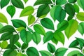 Thick green saturated leaves on a white background