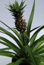 Healthy green leaves and small pineapple growing, almost ready to pick and eat Royalty Free Stock Photo