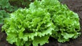 Healthy green lettuce flourishing in controlled greenhouse setting for optimal growth