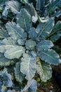 Healthy Green Organic Broccoli Plant Growing