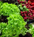 Healthy green salad and red radishes Royalty Free Stock Photo