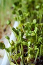 Healthy green sprouts Royalty Free Stock Photo