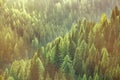 Healthy green trees in a forest of old spruce, fir and pine trees Royalty Free Stock Photo