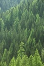 Healthy green trees in a forest of old spruce, fir and pine Royalty Free Stock Photo