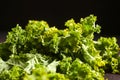 Healthy Green Vegetables - Kale