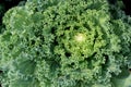 Healthy green and white leaves of ornamental cabbage often used as ground cover in landscaped gardens