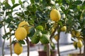 Healthy Green and Yellow Lemons Hanging on a Tree Royalty Free Stock Photo