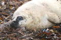 Healthy Grey Seal Pup Royalty Free Stock Photo