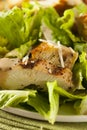 Healthy Grilled Chicken Caesar Salad Royalty Free Stock Photo